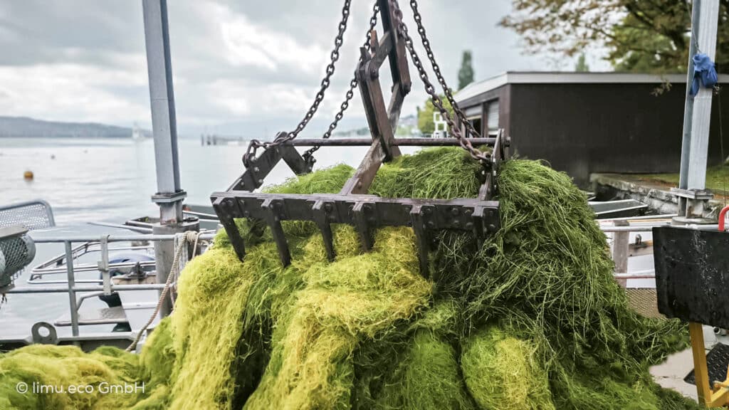 BPC partners with limu.eco to evaluate additives for biodegradable plastics